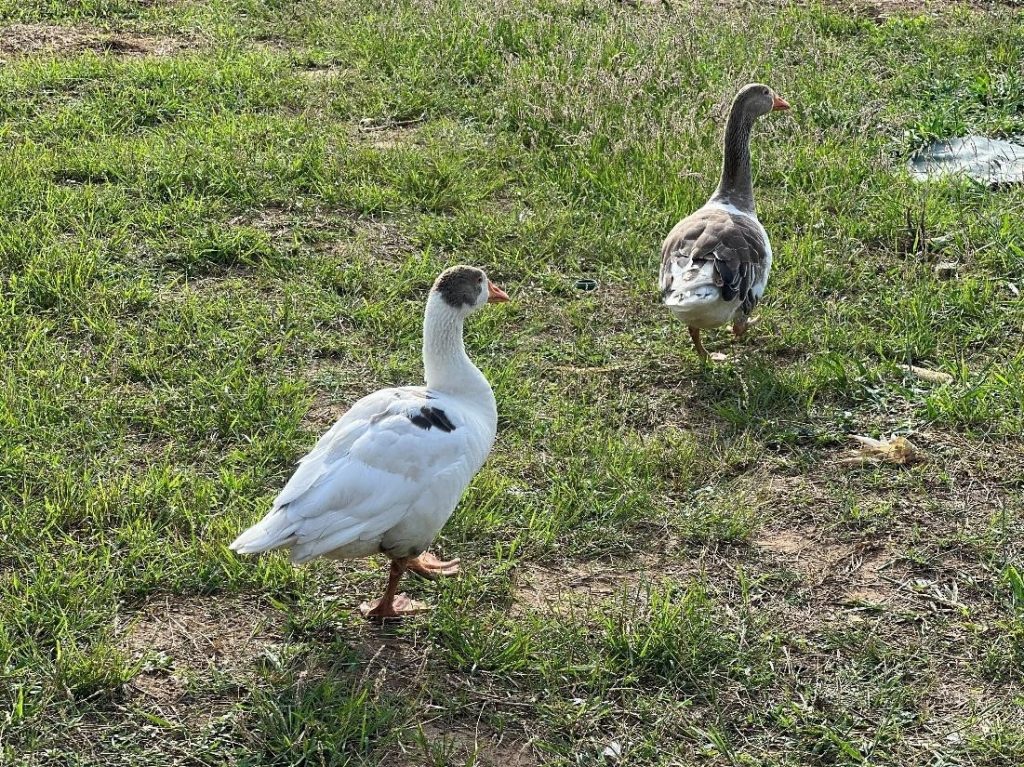 Geese