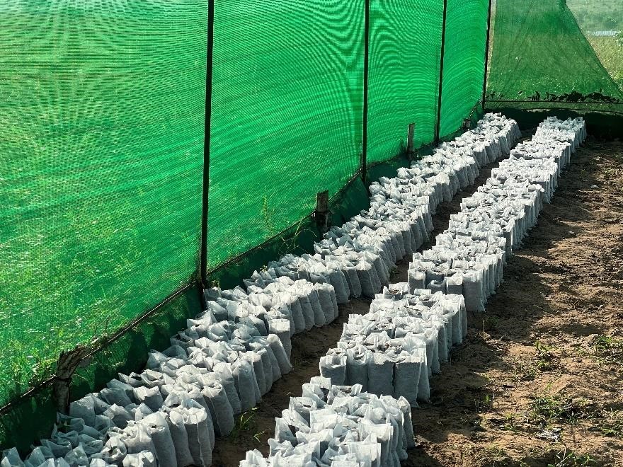 Potted seedlings